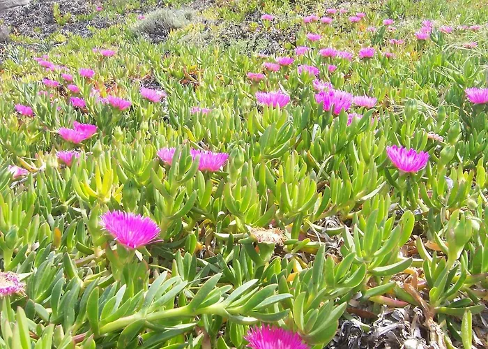 Konukevi Affitacamere Jil